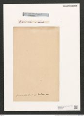 Navicula pennata A.Schm. (de-Toni-Nr.: Genus 1, Species 393) Zeichnungen Sammlung Grunow (NHMW-BOT-W0367327)